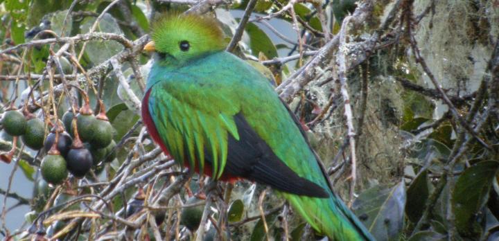 Voyage sur-mesure, Voyage en famille au Costa Rica : observations animalières, jeux d'eau, balades en forêt...