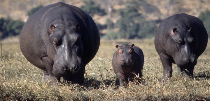 Voyage sur-mesure, Safari en famille au Botswana et aux chutes Victoria