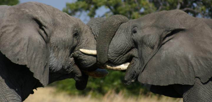 Voyage sur-mesure, Safari camping authentique au Botswana en français