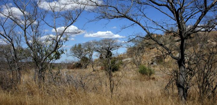 Voyage sur-mesure, Afrique du Sud, safaris à pied et en 4x4 en réserve du Kruger