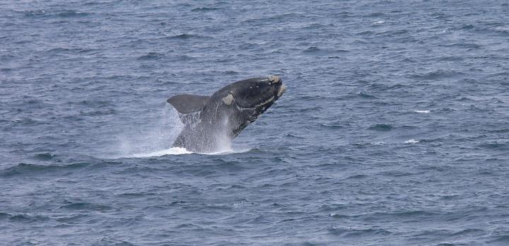 Voyage sur-mesure, Observation respectueuse des baleines en Afrique du Sud