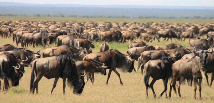 Voyage sur-mesure, Safari en famille dans les parcs de Tanzanie