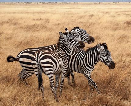 Voyage sur-mesure, Safari Tanzanie en petit groupe & séjour à Zanzibar
