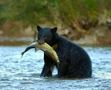 Voyage sur-mesure, En famille des chutes du Niagara au Lac Saint Jean