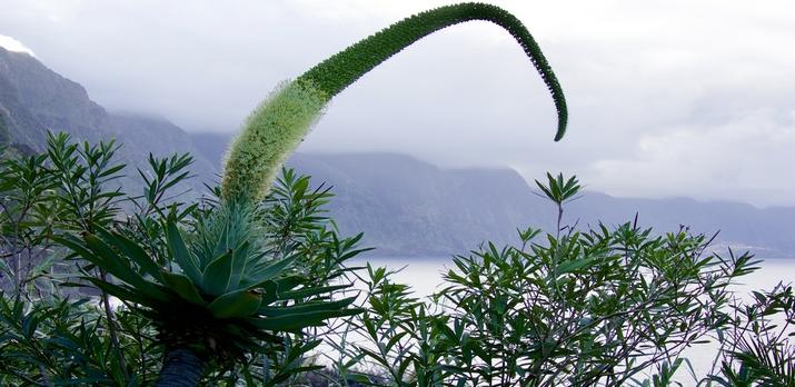 Snorkeling (masque/tuba) dans la réserve naturelle de Garajau 2024 - Funchal