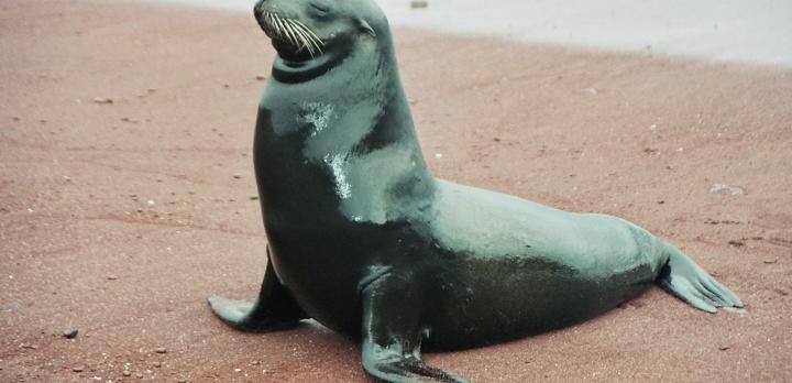 Voyage sur-mesure, Croisière aux îles Galapagos