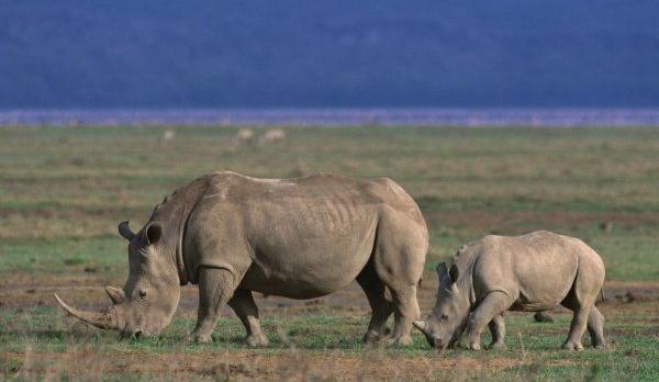 Voyage sur-mesure, Safari Express Tanzanie en famille et séjour plage à Zanzibar