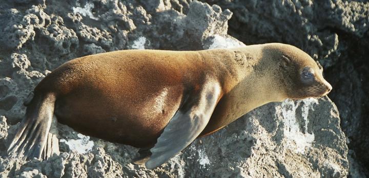 Voyage sur-mesure, Séjour aux Galapagos