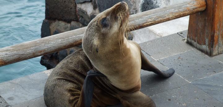 Voyage sur-mesure, Séjour aux Galapagos