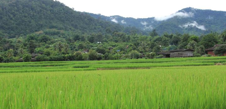 Voyage sur-mesure, Circuit dans le Nord de la Thaïlande