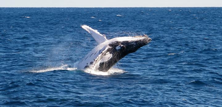 Voyage sur-mesure, Voyage famille en Australie de Kangaroo Island à la Grande Barrière de Corail