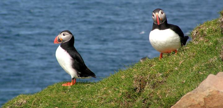 Voyage sur-mesure, Découverte des Îles Féroé en voiture, rencontres et biodiversité!