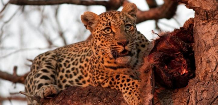 Voyage sur-mesure, Voyage de noces en Afrique du Sud