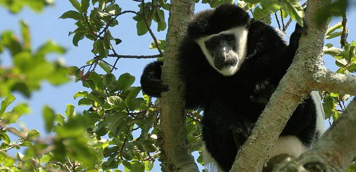 Voyage sur-mesure, Le Parc National de Rubondo
