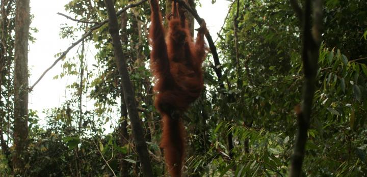 Voyage sur-mesure, Chez Darma à Sumatra