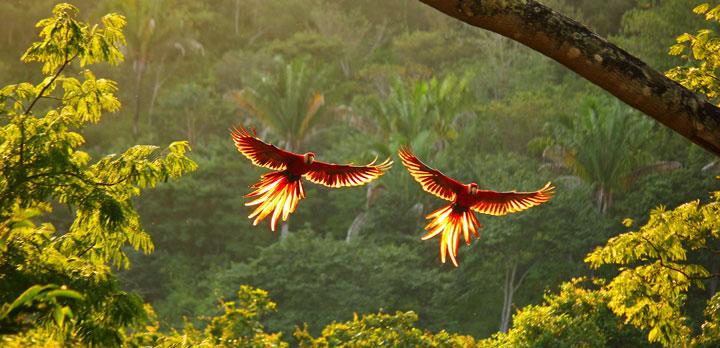 Voyage sur-mesure, Volcans, réserves et plages : le grand tour du Costa Rica