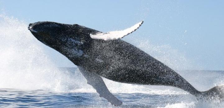 Voyage sur-mesure, Observation des baleines de Sainte-Marie