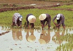 Voyage sur-mesure, Récolte du riz dans une ferme typique