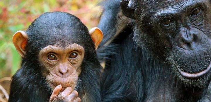 Voyage sur-mesure, Safari Sud Tanzanie en avion & Rencontre avec les Chimpanzés de Tanzanie