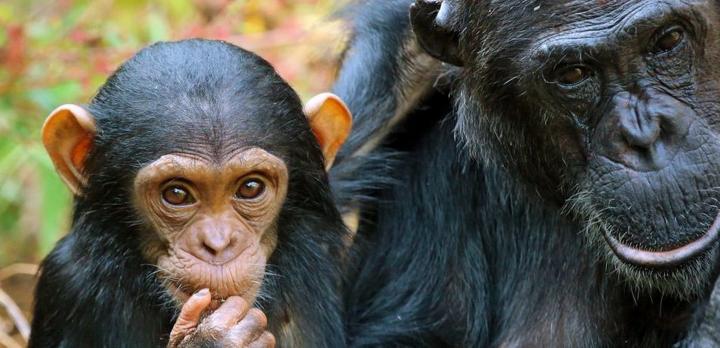 Voyage sur-mesure, Safari Tanzanie en avion & Rencontre avec des chimpanzés