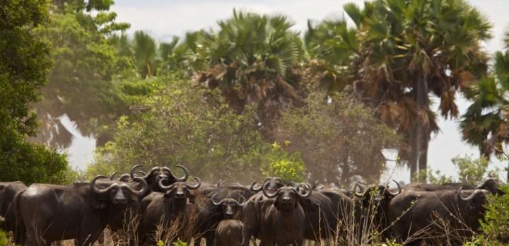Voyage sur-mesure, Safari Sud Tanzanie en avion & Rencontre avec les Chimpanzés de Tanzanie