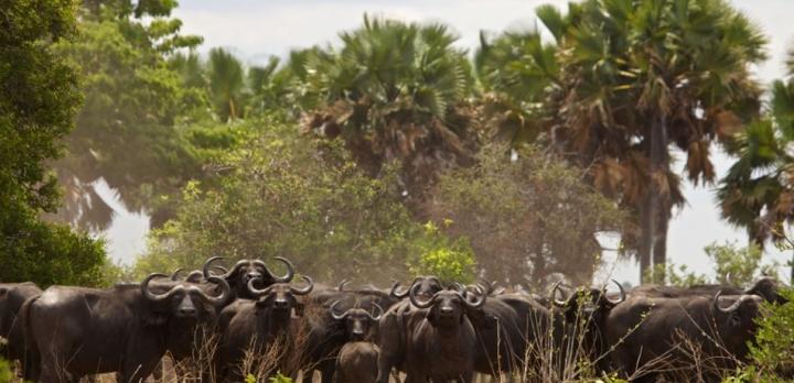 Voyage sur-mesure, Safari Tanzanie en avion & Rencontre avec des chimpanzés