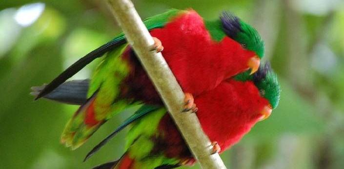 Voyage sur-mesure, Séjour nature et oiseaux à Rimatara