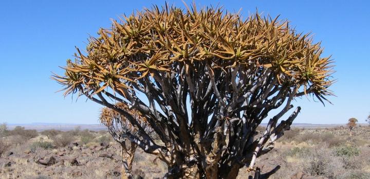 Voyage sur-mesure, Combiné Afrique du Sud - Namibie : Voyagez du Cap au Namib !