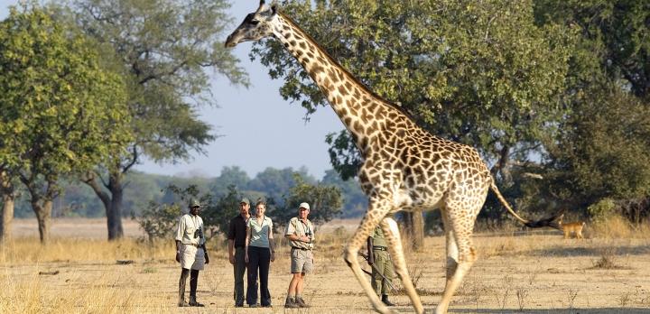 Voyage sur-mesure, Combiné safari dans les parcs de Chobe & Sud Luangwa et les Chutes Victoria