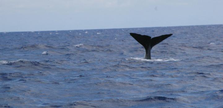 Voyage sur-mesure, Observation Baleines et dauphins