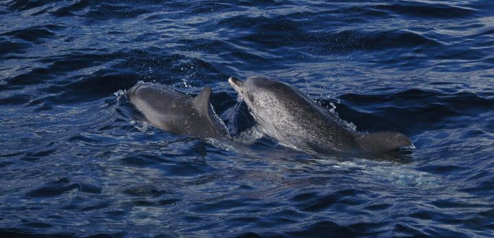 Voyage sur-mesure, Observation Baleines et dauphins