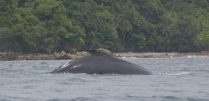 Voyage sur-mesure, Observation des baleines du Pacifique