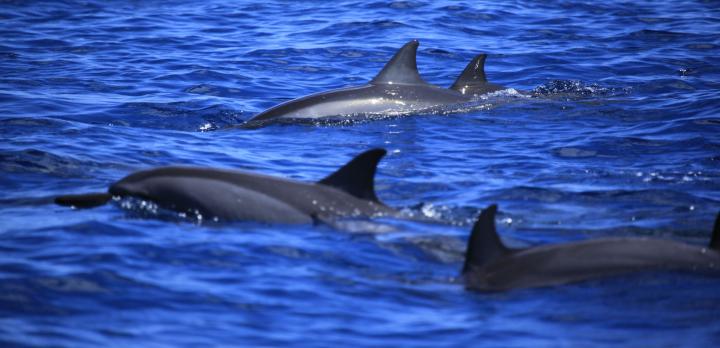 Voyage sur-mesure, Observation des baleines et des dauphins à Papeete