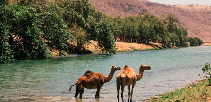 Voyage sur-mesure, Sur la route de l'Encens de Mascate à Salalah