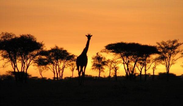 Voyage sur-mesure, Safari Tanzanie en petit groupe & séjour à Zanzibar