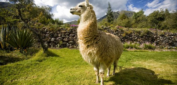 Voyage sur-mesure, Voyage dans les Andes Péruviennes