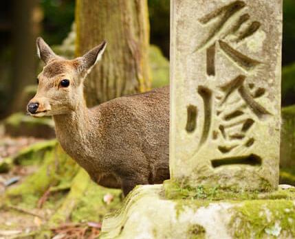 Voyage sur-mesure, Voyage au Japon en famille de Osaka à Tokyo