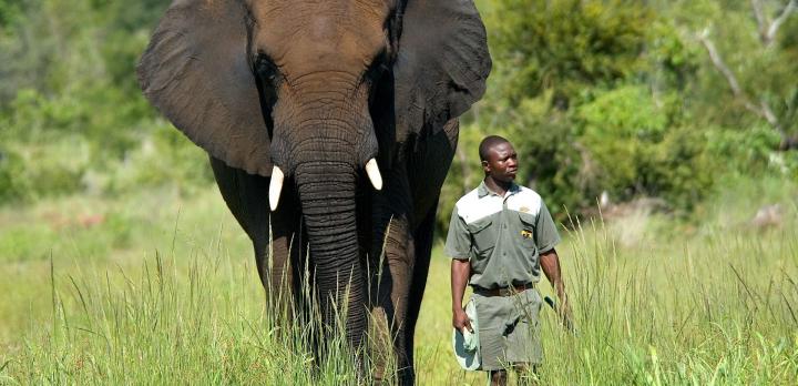 Voyage sur-mesure, Découverte et Séjour aux Chutes Victoria et safari à Chobe