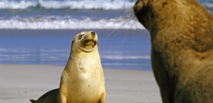 Voyage sur-mesure, Voyage aventure : Kangaroo Island, Flinders range, Désert de Simpson et Centre Rouge