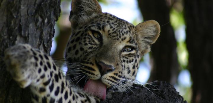 Voyage sur-mesure, Safari au Botswana et séjour aux chutes Victoria