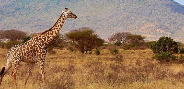 Voyage sur-mesure, Des grands parcs du Kenya vers l'Océan indien