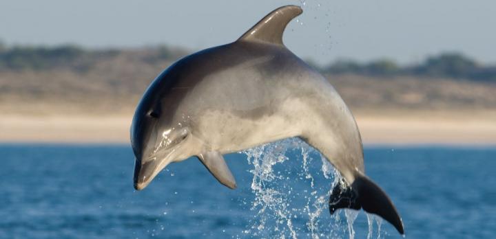 Voyage sur-mesure, Le Portugal en famille : Lisbonne et observation des dauphins