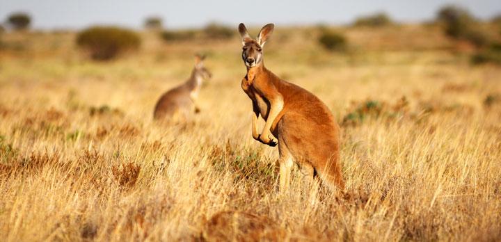 Voyage sur-mesure, L'essentiel de l'Australie en 3 semaines