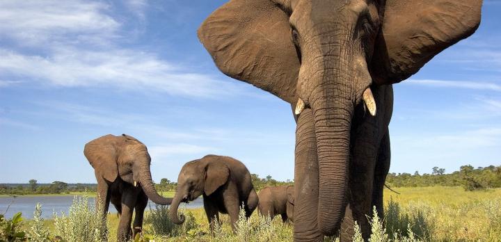 Voyage sur-mesure, Autotour Botswana : des Chutes Victoria au Delta de l'Okavango