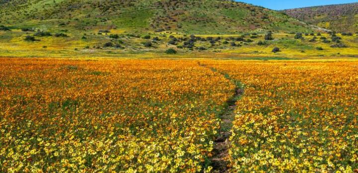 Voyage sur-mesure, L'Afrique du Sud hors sentiers battus, du Namaqualand au Kgalagadi