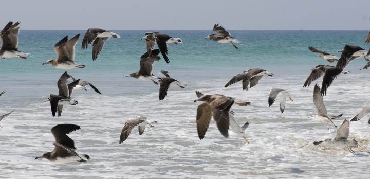 Voyage sur-mesure, La route de l'encens à Salalah