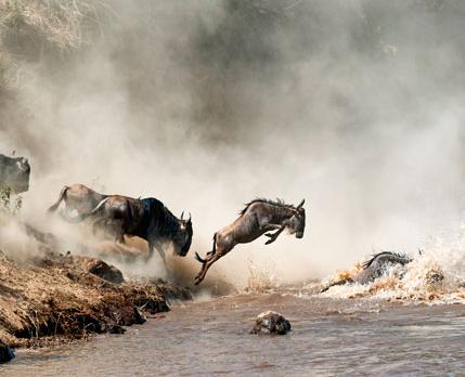 Voyage sur-mesure, Safari Grande Migration en Tanzanie et Zanzibar