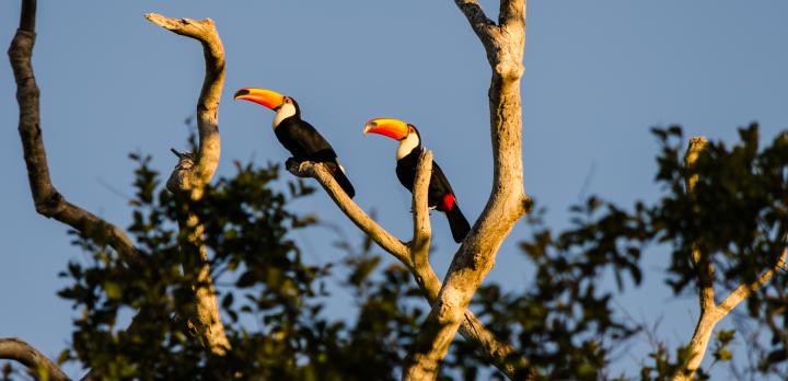 Voyage sur-mesure, Ecosystème du Pantanal