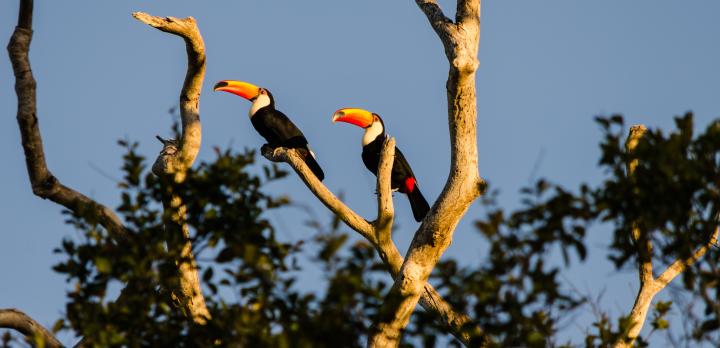Voyage sur-mesure, Ecosystème du Pantanal