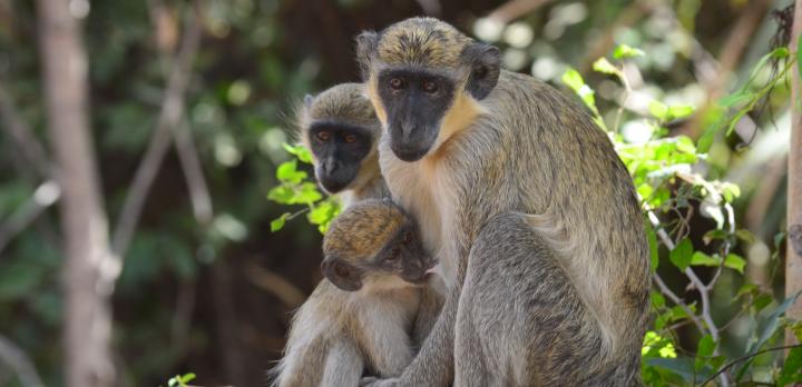 Voyage sur-mesure, Le Sénégal en famille
